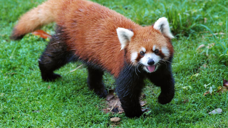 Joyful Start to 2082: First Red Panda and Thar Festival Begins in Diktel