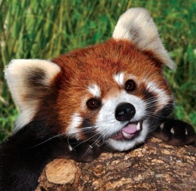 Wildlife Marvel: Rare Red Panda Spotted in Khotang’s Merung Forest