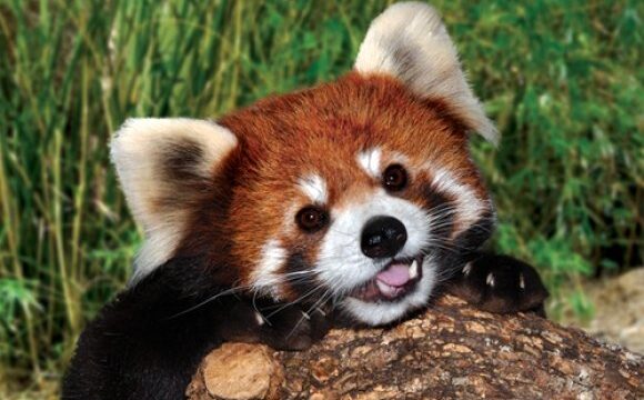 Wildlife Marvel: Rare Red Panda Spotted in Khotang’s Merung Forest