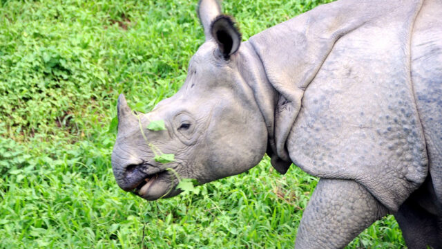 Rhino Census Halted Amid Severe Fund Shortage