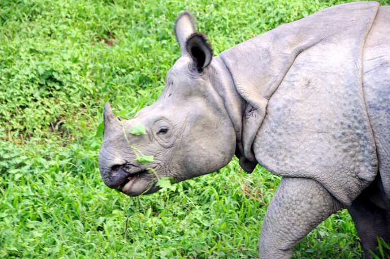 Rhino Census Halted Amid Severe Fund Shortage