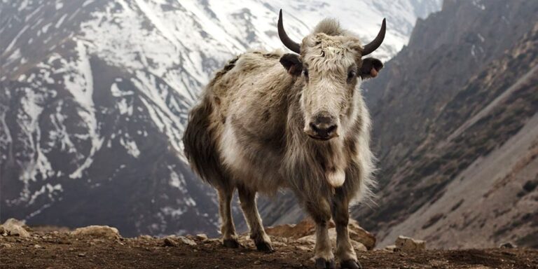 Chauri Yak Exhibition and Marathon: A Thrilling Event at Kanchenjunga Base Camp