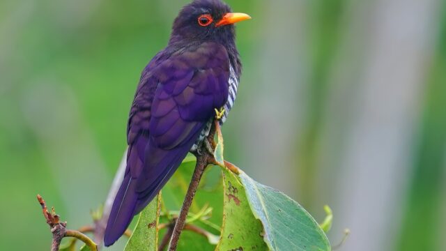 Violet Cuckoo Spotted for First Time in Nepal, Boosting Bird Tally to 899