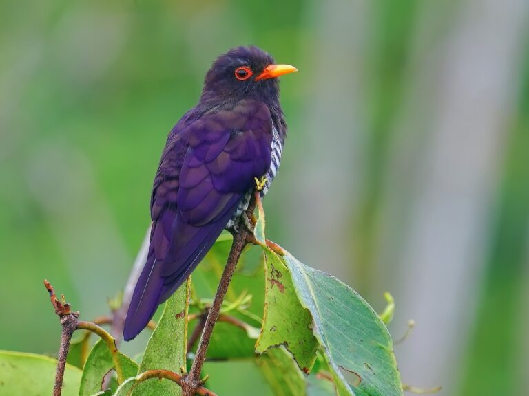 Violet Cuckoo Spotted for First Time in Nepal, Boosting Bird Tally to 899