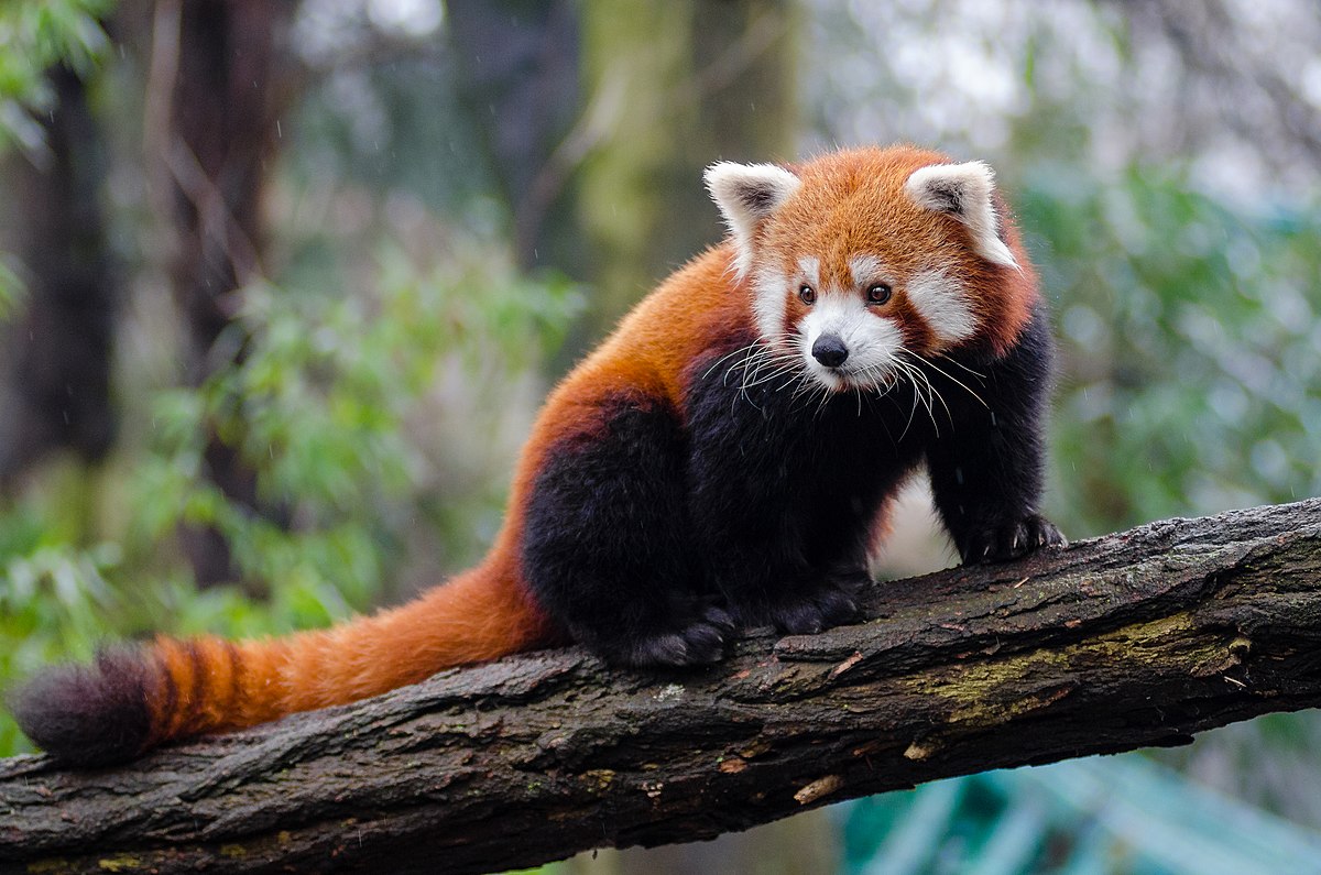 Bhojpur District Unites for Powerful Red Panda Protection Campaign