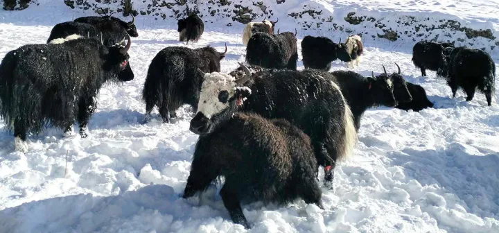 8th Chauri Festival In Panchthar To Promote Yak Conservation And Ecotourism