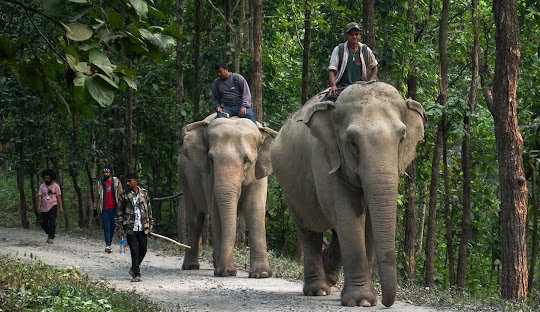 Tourist Influx In Sauraha For Nepali New Year Celebrations