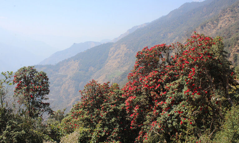 Rhododendrons Bloom Early in Taplejung, Painting Hills Red