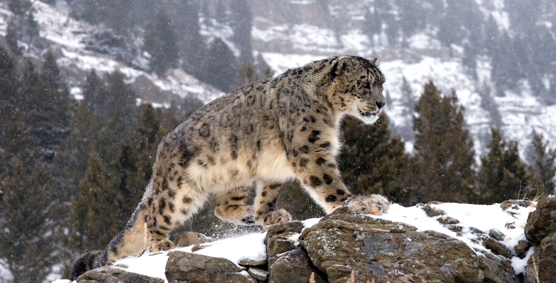 Encouraging Signs for Conservation: Nepal Records Up to 476 Snow Leopards in Latest Survey