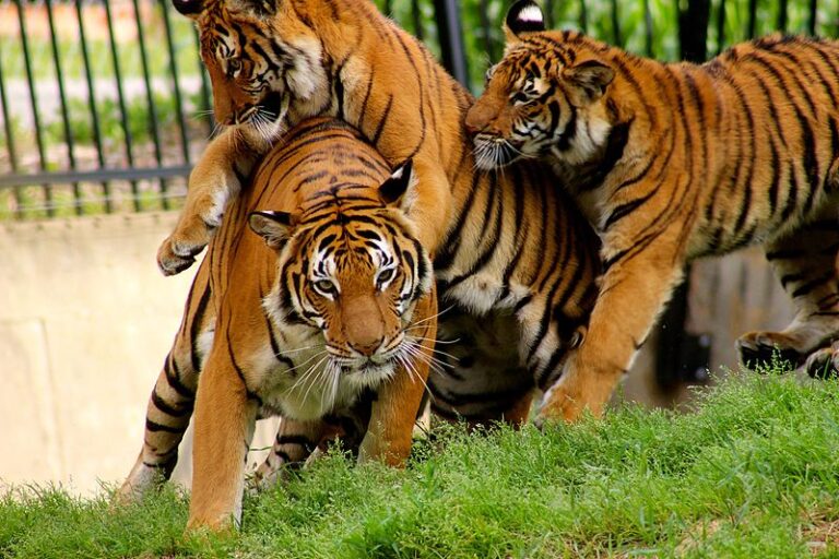 Rare Tiger Sightings Thrill Tourists at Chitwan National Park