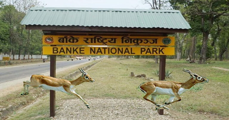 Banke National Park Sees Surge in Tourism with Launch of Jungle Safari Services
