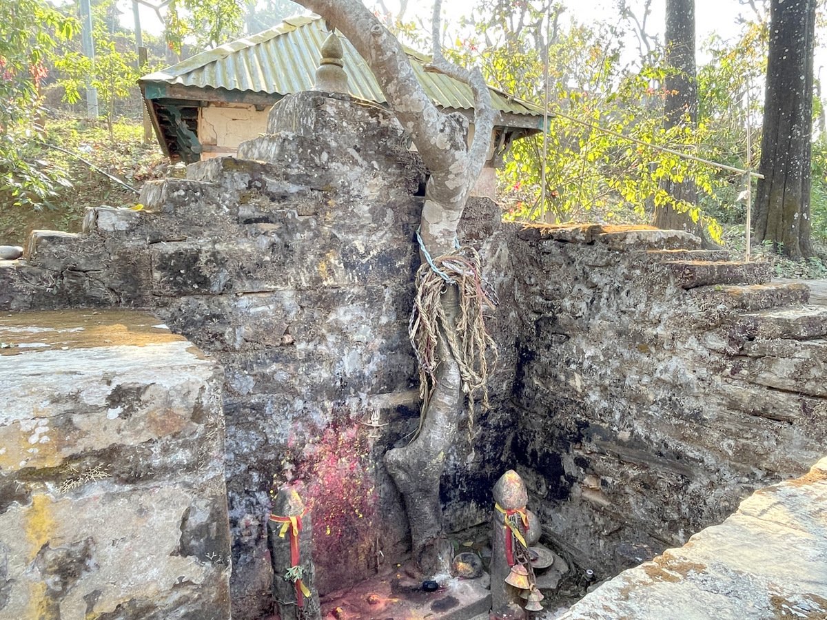 Temple Offerings Redefined: Gorkha’s Devotees Present Cow Ropes in Faith