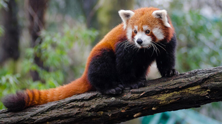 Red Panda Marathon Set for Poush 1 in Ilam to Promote Tourism and Conservation