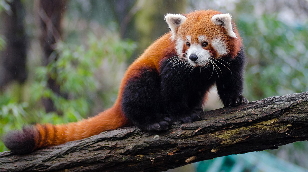 Red Panda & Thar Festival To Promote Mundum Trail Tourism in Khotang