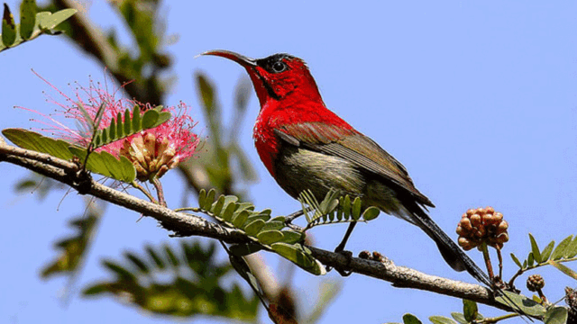 Bird Watching in Nepal: A Paradise for Avian Enthusiasts