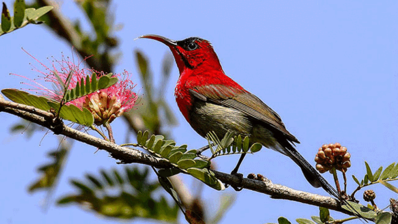 Bird Watching in Nepal: A Paradise for Avian Enthusiasts