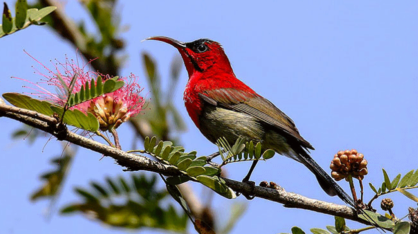 Bird Watching in Nepal: A Paradise for Avian Enthusiasts