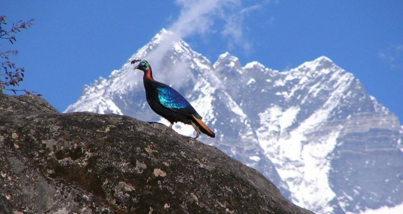 Species Monitoring in Machhapuchhre Uncovers Rich Pheasant Diversity, Fuels Protection Plans