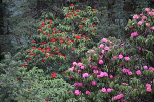 Ghandruk Tourism Begins to Recover as Birethanti–Ghandruk Road Reopens
