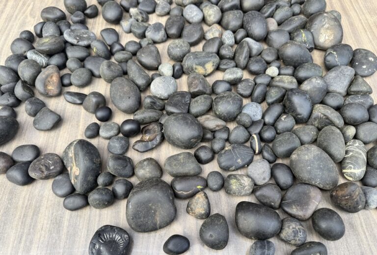 Two-Day Shaligram Festival Begins to Promote Sacred Fossils Found Only in Kaligandaki and Ruru Region