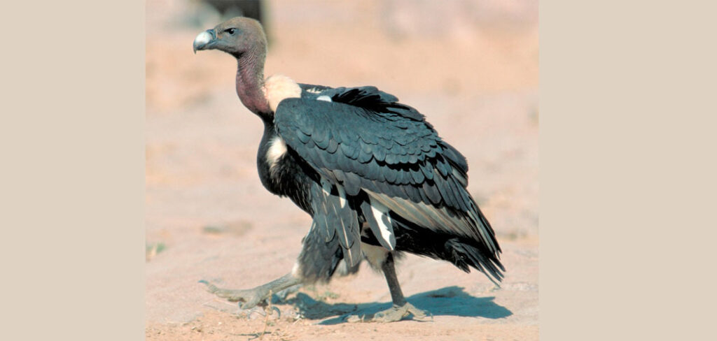 Soaring Success: Vulture Population Surges in Chaukune, Surkhet After Bold Conservation Efforts