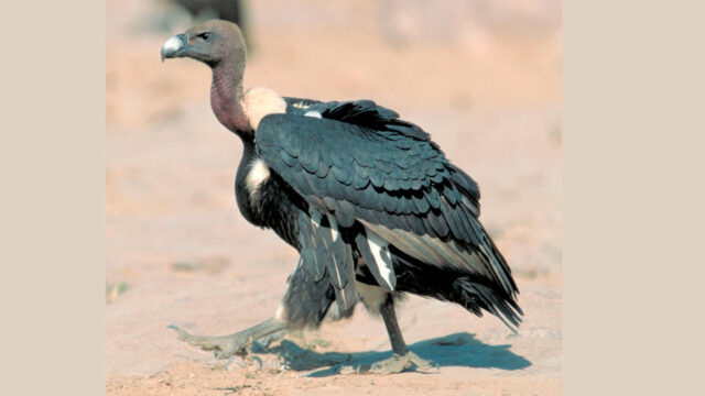 Soaring Success: Vulture Population Surges in Chaukune, Surkhet After Bold Conservation Efforts