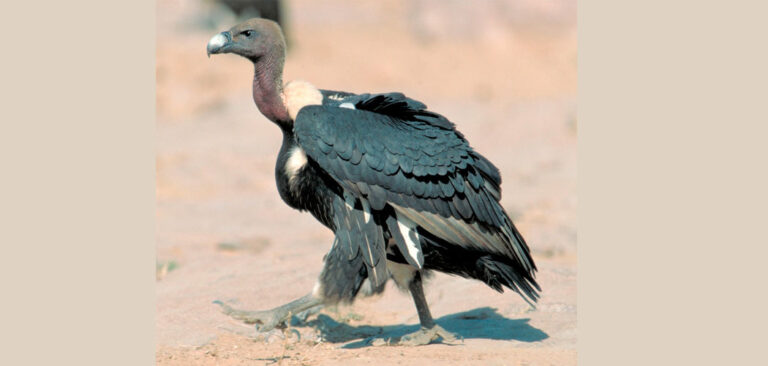 Soaring Success: Vulture Population Surges in Chaukune, Surkhet After Bold Conservation Efforts
