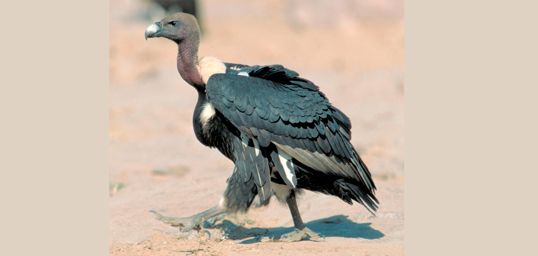 Soaring Success: Vulture Population Surges in Chaukune, Surkhet After Bold Conservation Efforts