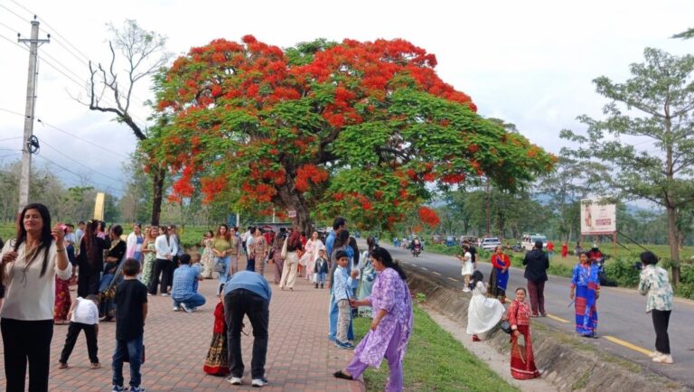 Spectacular Gulmohar Bloom Lures Thousands to BuddhaShanti