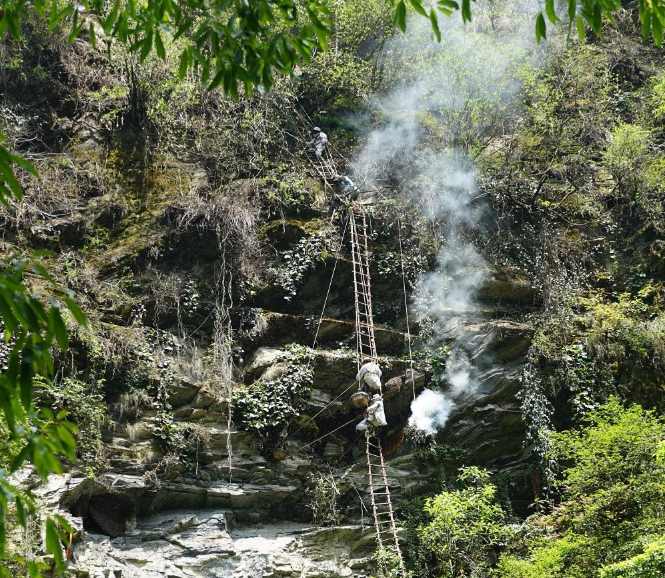 Traditional Honey Hunting Begins in Swat, Myagdi – A Fusion of Culture, Adventure, and Tourism