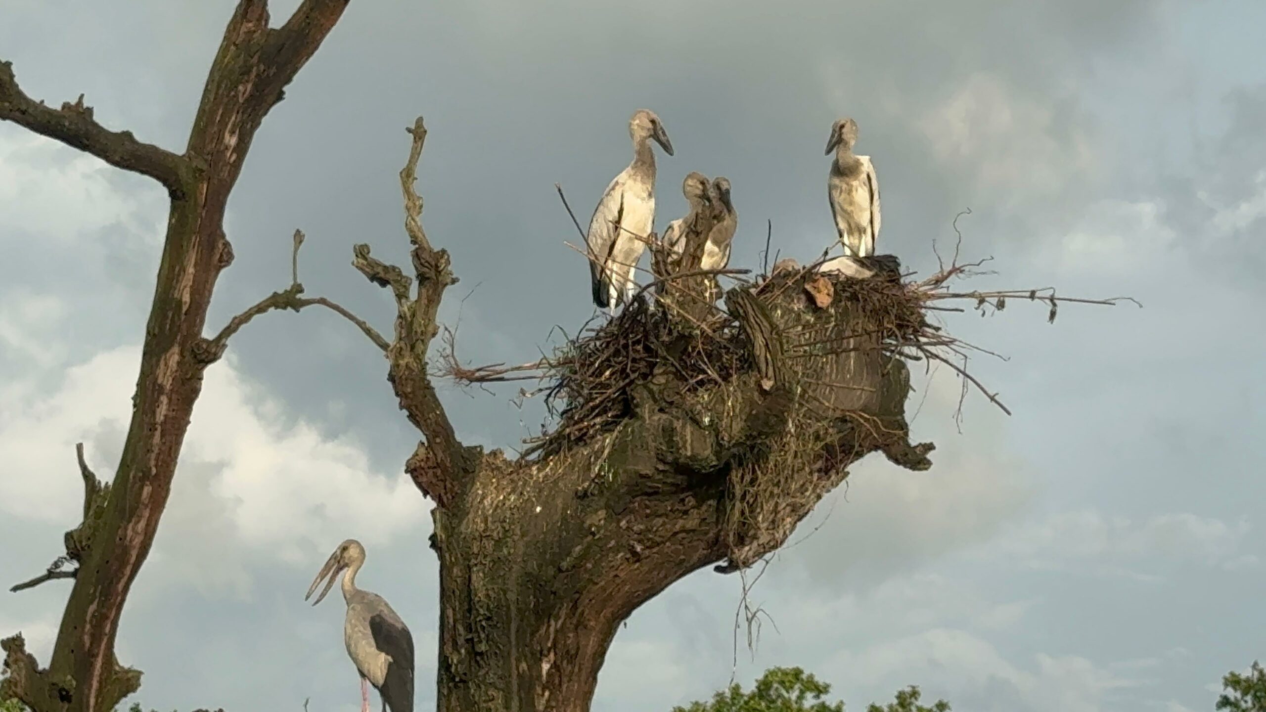 Migratory Birds Begin Hatching Season in Chitwan National Park: A Spectacle of Nature’s Cycle
