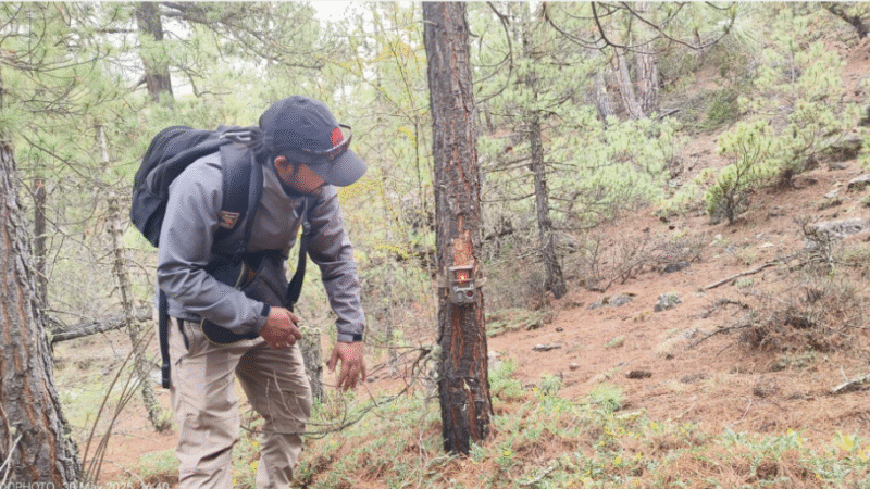 Snow Leopard Secrets: Bold Survey Begins in Mustang’s Rugged Highlands