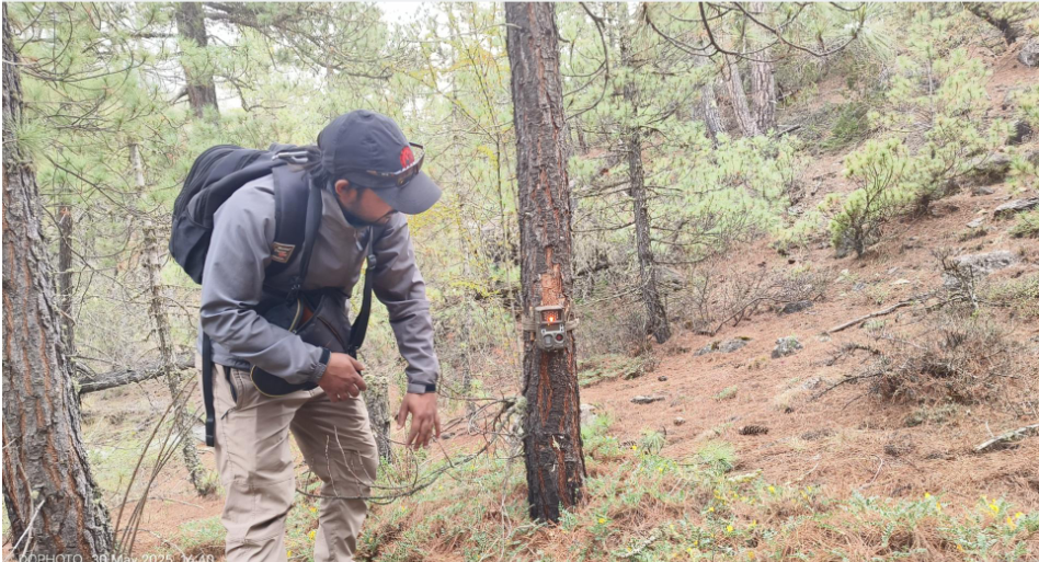 Snow Leopard Secrets: Bold Survey Begins in Mustang’s Rugged Highlands