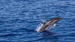Annual Dolphin Census Begins in Saptakoshi River to Monitor Population Growth
