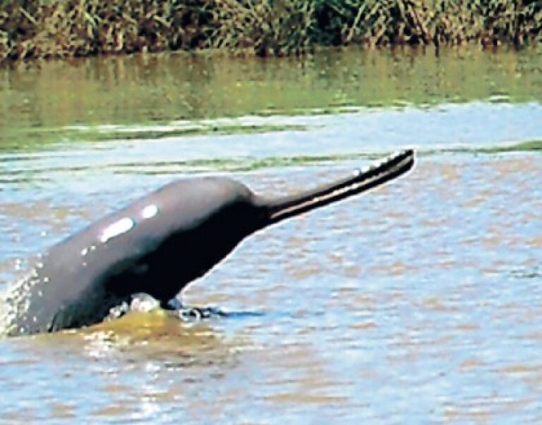 Increase in Dolphin Population Recorded in Koshi Tappu Wildlife Reserve