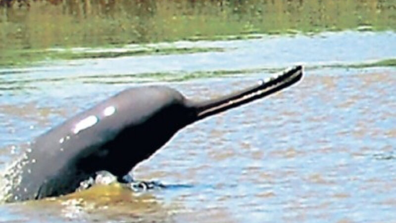 Increase in Dolphin Population Recorded in Koshi Tappu Wildlife Reserve