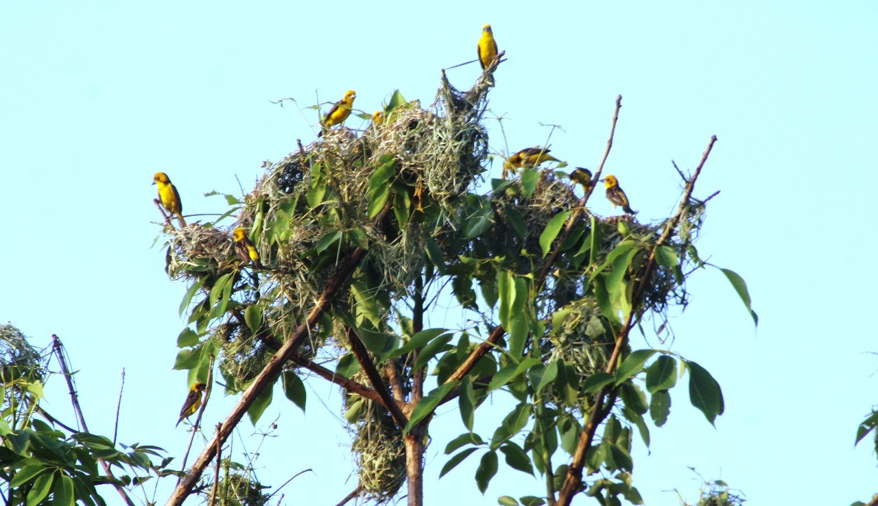 Alarming Decline of Golden Weaver Bird Puts Shuklaphanta Biodiversity at Risk