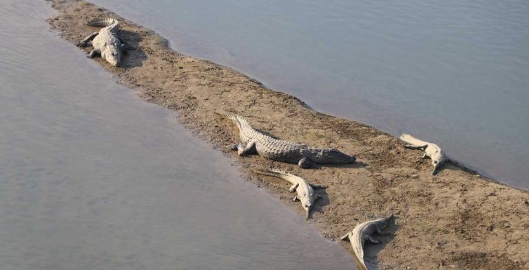 Chitwan’s Bold Conservation Drive: 133 Gharials Released into Rapti River