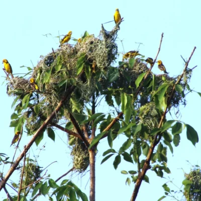 Critical Census Launched to Save Golden-Backed Weaver in Shuklaphanta