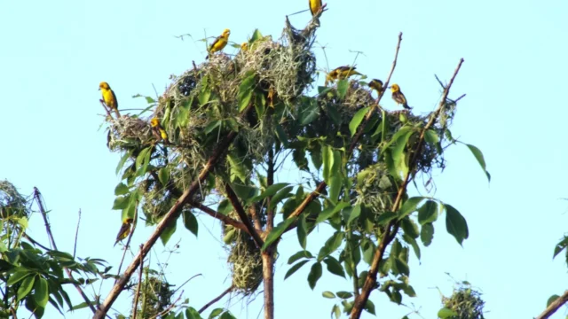 Critical Census Launched to Save Golden-Backed Weaver in Shuklaphanta
