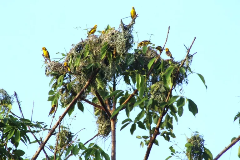 Critical Census Launched to Save Golden-Backed Weaver in Shuklaphanta
