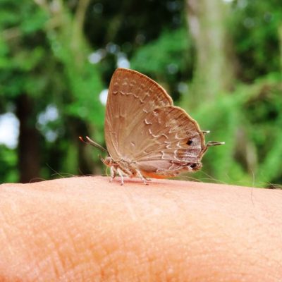 From Myth to Memory: Rare Butterfly Makes Stunning Return in Chitwan