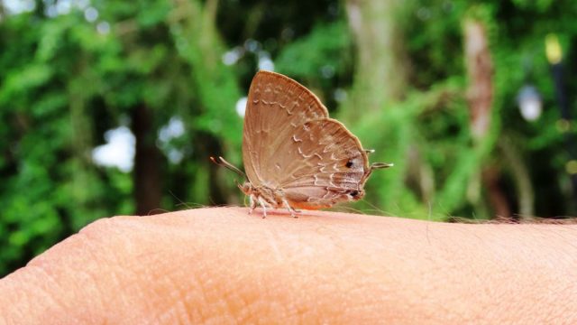 From Myth to Memory: Rare Butterfly Makes Stunning Return in Chitwan