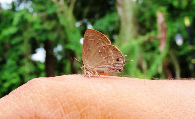 From Myth to Memory: Rare Butterfly Makes Stunning Return in Chitwan