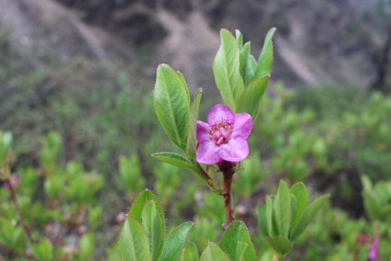 Mesmerizing Bloom: Pothre Rhododendrons Draw Tourists to Annapurna Trek