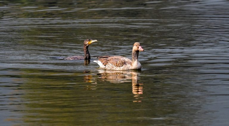 Nepal Becomes a Spectacular Haven as Migratory Birds Flock for Winter