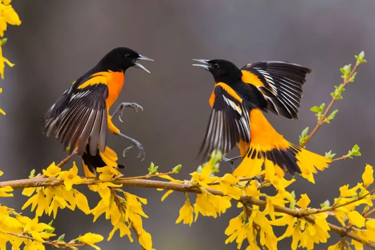 Migratory Birds Begin Arriving in Nepal to Escape Winter
