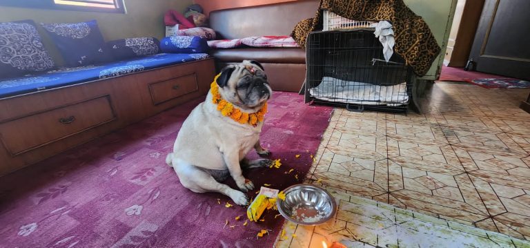 Kukur Tihar: Honoring Humanity’s Most Loyal Companion