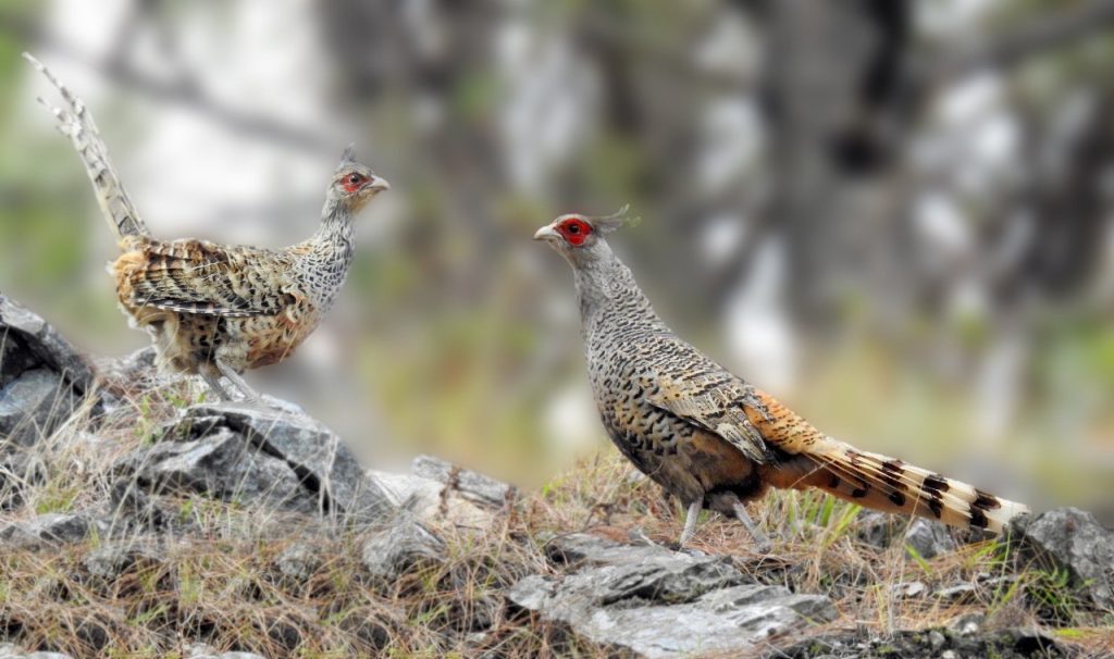 Population of Rare Cheer Pheasant Rises in Kali Gandaki River Basin