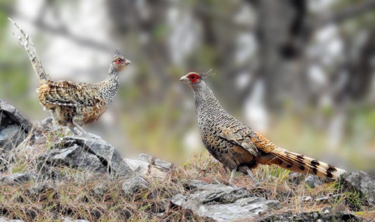 Population of Rare Cheer Pheasant Rises in Kali Gandaki River Basin